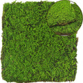 2 Pcs Preserved Sheet Moss for Potted Plants 2 sq.ft. Dried Natural Preserved Mat Green Moss Sheets for Planters Crafts Woodland Decor Garden Party Wall Art DIY Project Light Green