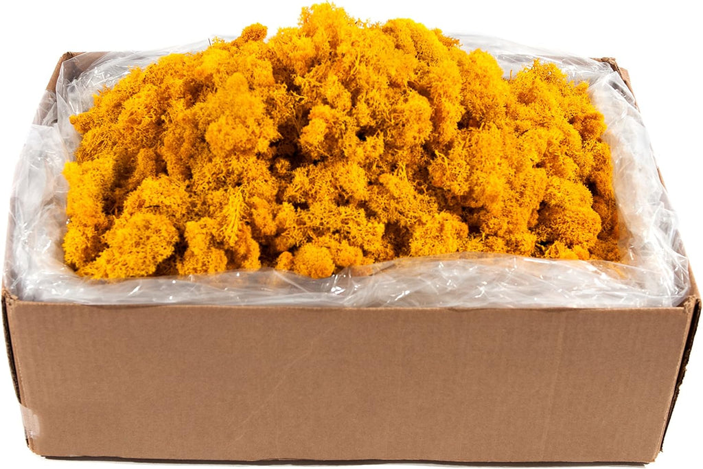SuperMoss (21794) Reindeer Moss Preserved, Mango, 10lbs