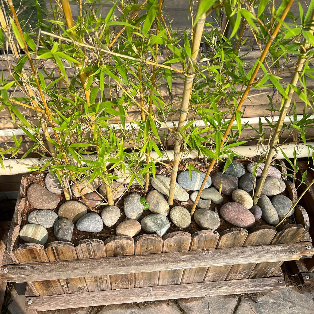 40 lbs Garden Rocks Mexican Beach Pebbles, 3-4 Inch Decorative Large River Rocks for Landscaping Aquarium Yard Garden Paving Large Plant Crafting and Walkways