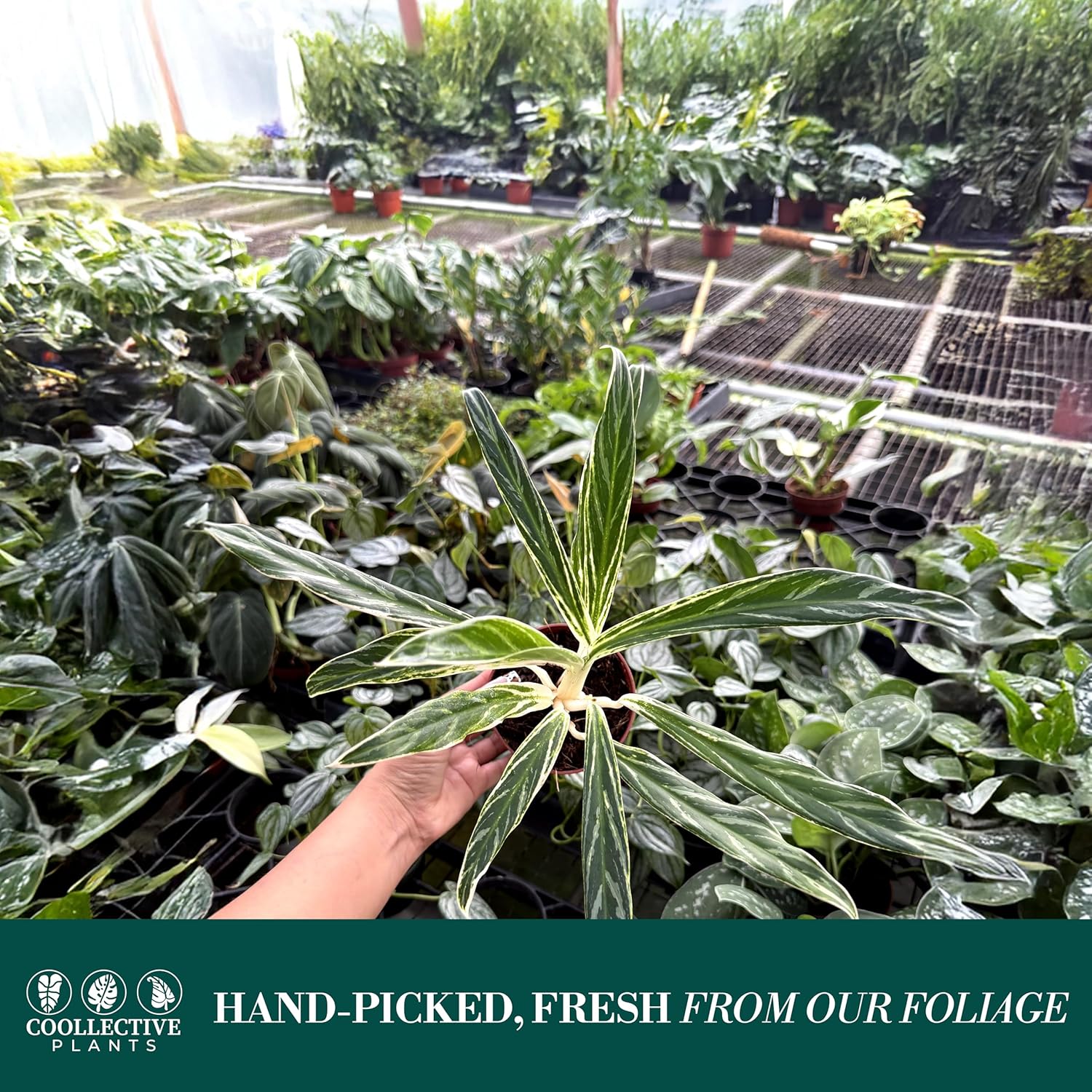 CoollectivePlants Aglaonema Bamboo – Live Indoor Plant in 4" Growers Pot - Elegant Green & Silver Foliage, Easy Care Low Light Houseplant