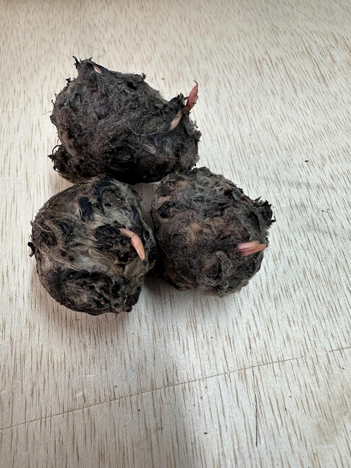 Dwarf Water Lily Bulb Nymphaea Stellata/Nouchali/Rubra Live Aquarium Plant Guarantee to Grow Rhizome Root Also for Bonsai Bowl or Patio Water Feature Awesome Aquatic (1, Dwarf Water Lily Aquarium)
