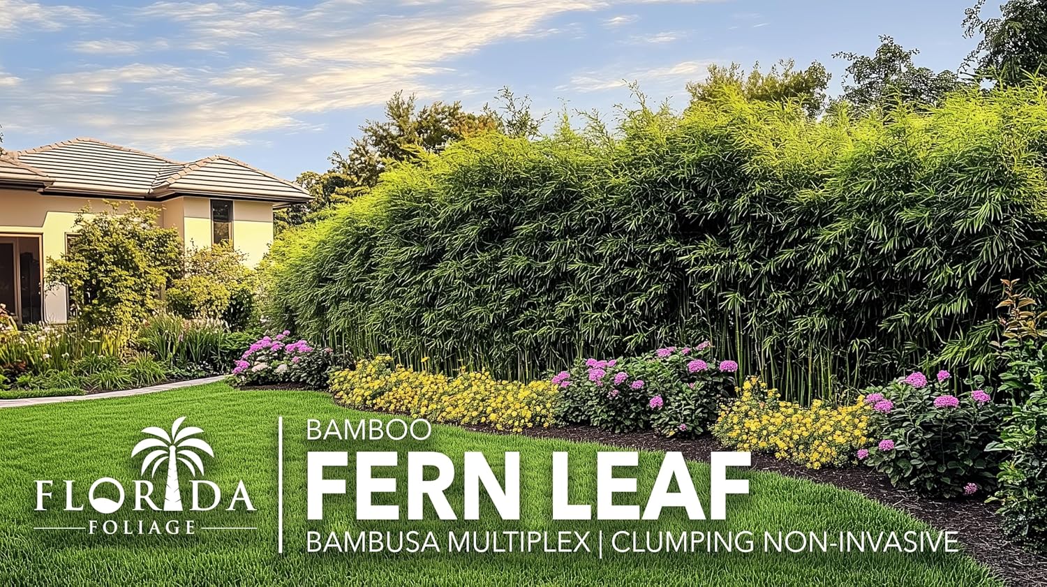 Bamboo Golden Goddess | 3 Large Gallon Size Plant | Bambusa multiplex | Fast Growing Clumping Bamboo | Privacy Hedge Windbreak Landscapes Borders Beds Decorative Accent Outdoor Screening Garden Zone