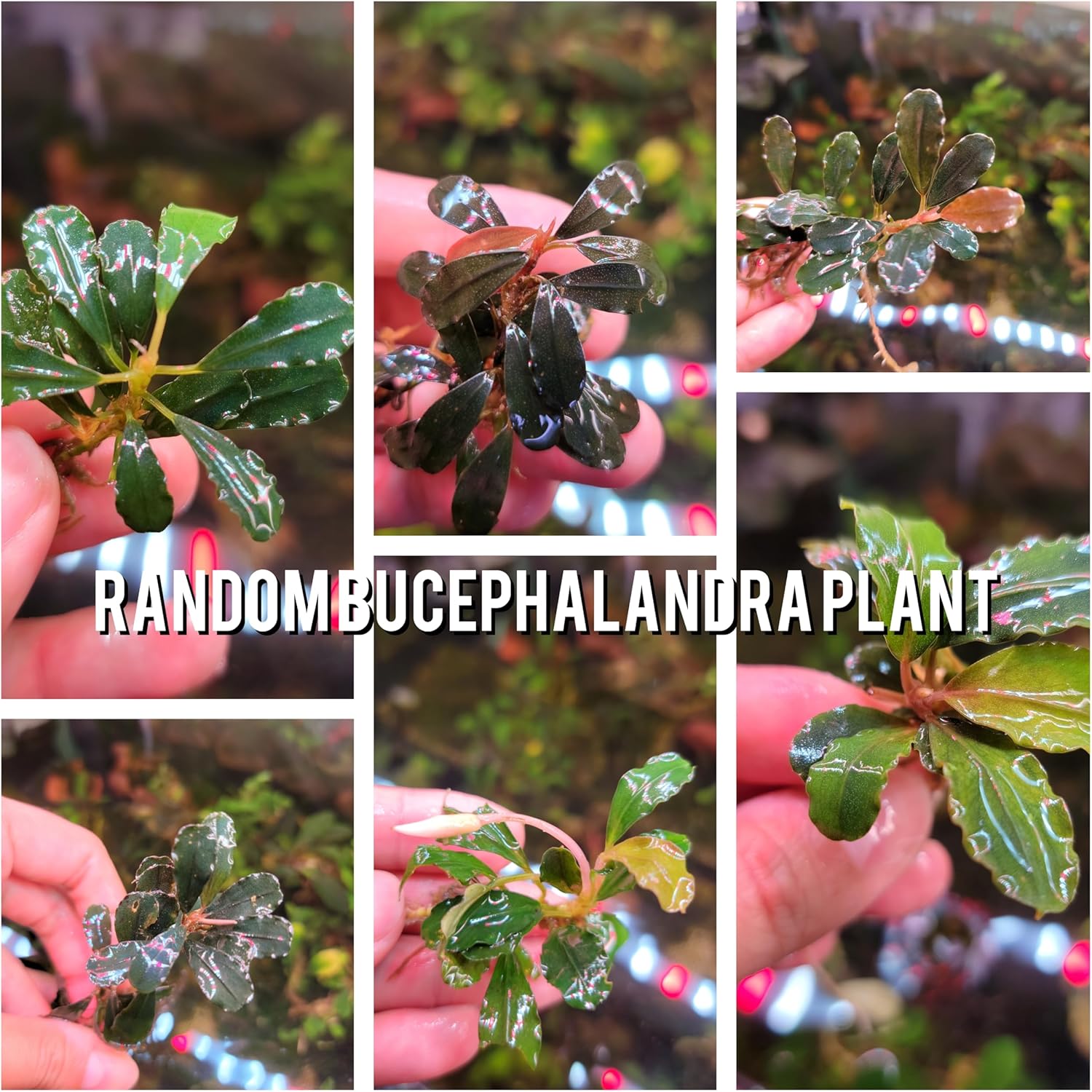 Generic Bucephalandra Live Aquarium Plant Collection - Rare Aquatic Plants for Lush Aquarium Scapes, Natural Freshwater Fish Tank Decorations, Ideal Gift for Aquarists (10 Loose Plants)