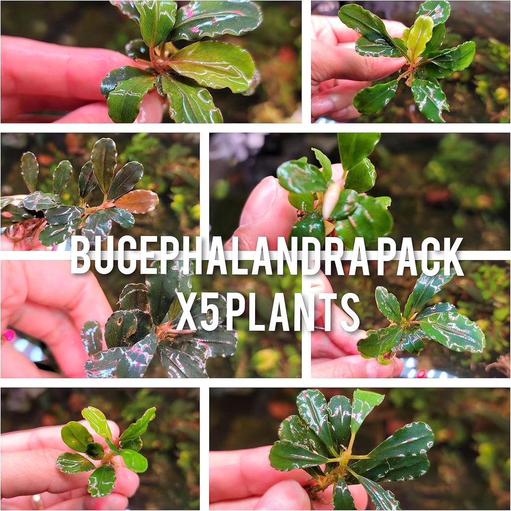 Generic Bucephalandra Live Aquarium Plant Collection - Rare Aquatic Plants for Lush Aquarium Scapes, Natural Freshwater Fish Tank Decorations, Ideal Gift for Aquarists (5 Loose Plants)