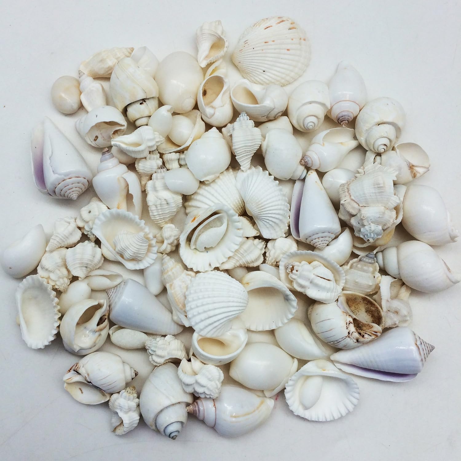 PEPPERLONELY Medium White Shell Mix Sea Shells, 10 OZ Apprx. 70+ PC Shells, 3/4 Inch ~ 1-3/4 Inch