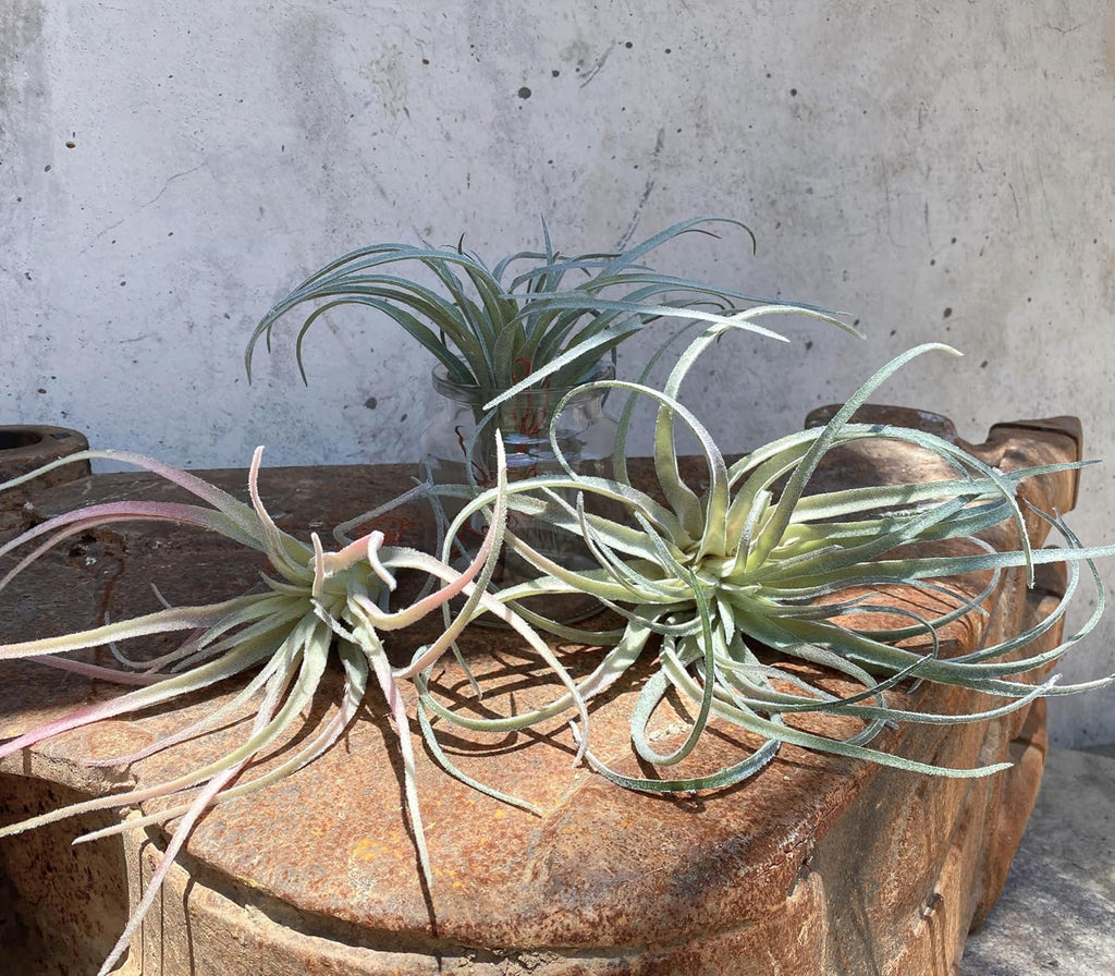 Casktcom® Artificial Air Plants – Set of 3 Large Faux Tillandsia Bromeliads – Realistic Fake Succulent Plants for Home, Office, or Wall Decor – No Maintenance Needed