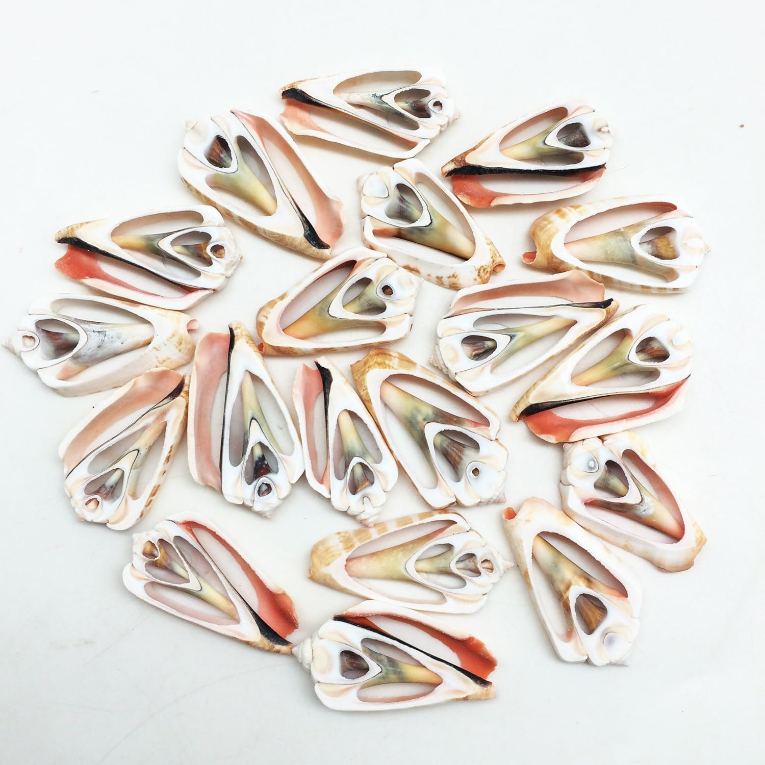 PEPPERLONELY 20 PC Center Cut Strawberry Strombus Sea Shells, 1-1/2 Inch ~ 2 Inch