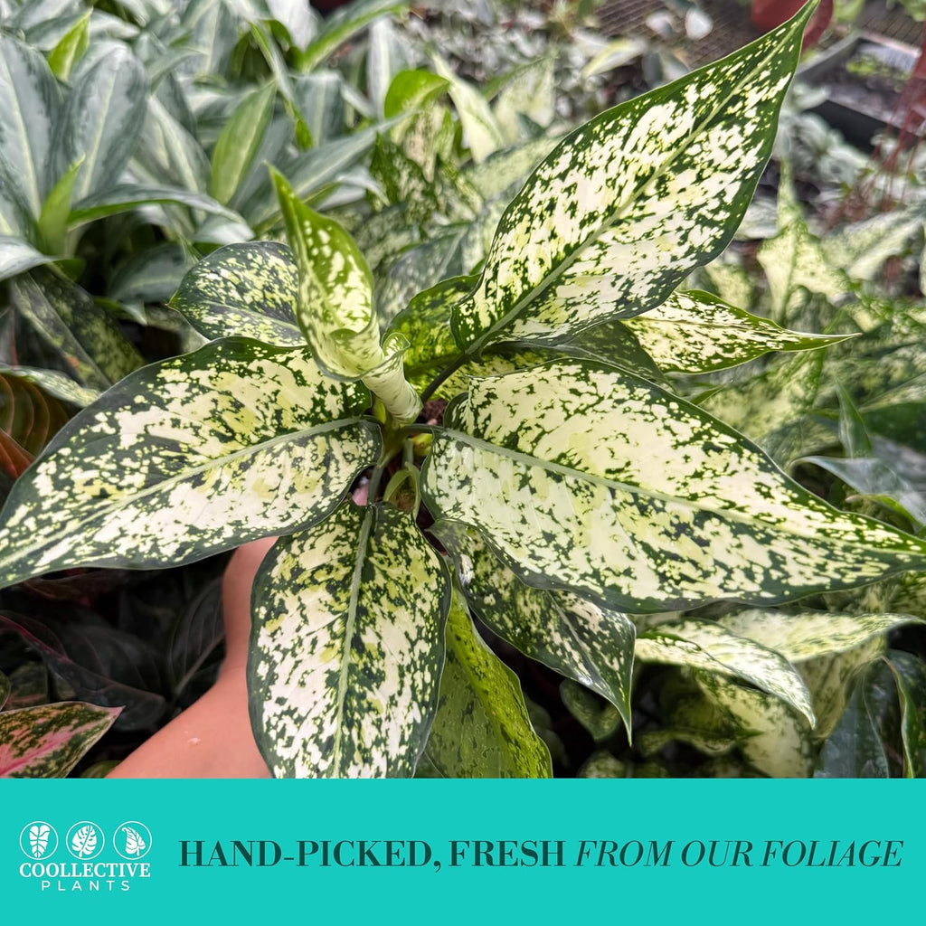 Aglaonema Snow White, Spring Snow, Live Plant in a 4 Inch Growers Pot, Live Indoor, Easy to Grow, Easy to Care, and Low Maintenance Houseplant,White Plants