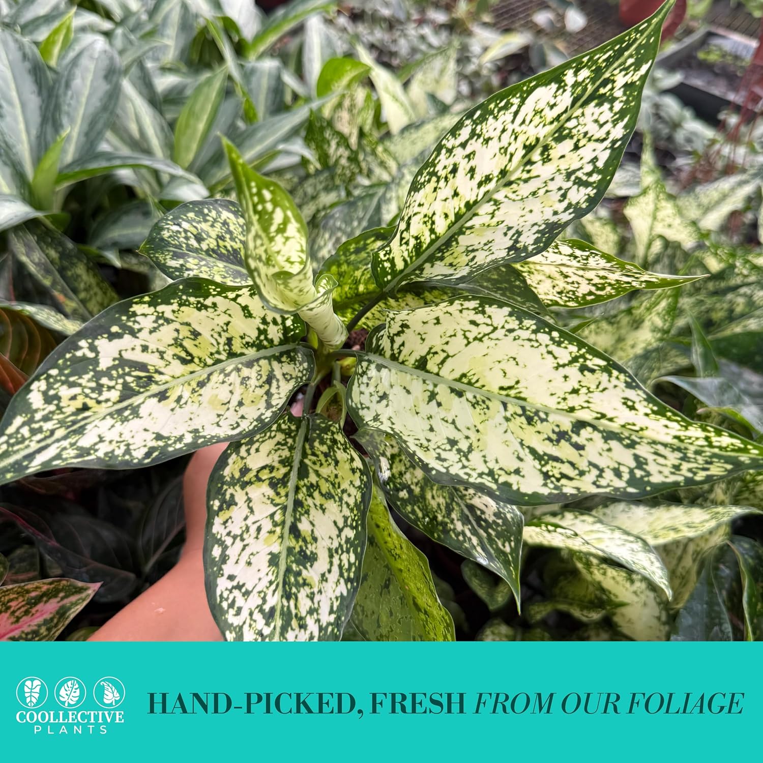 Aglaonema Snow White, Spring Snow, Live Plant in a 4 Inch Growers Pot, Live Indoor, Easy to Grow, Easy to Care, and Low Maintenance Houseplant,White Plants