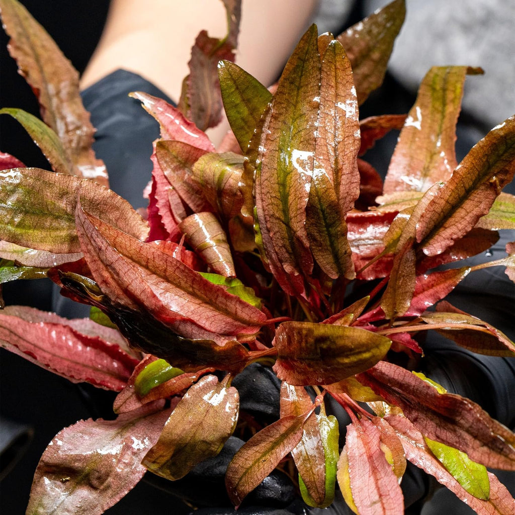 Ultum Nature Systems Cryptocoryne Beckettii Water Trumpet Tissue Culture Live Plant for Aquarium, Aquascape, Freshwater Fish Tanks - 100% Snail Free in Vitro