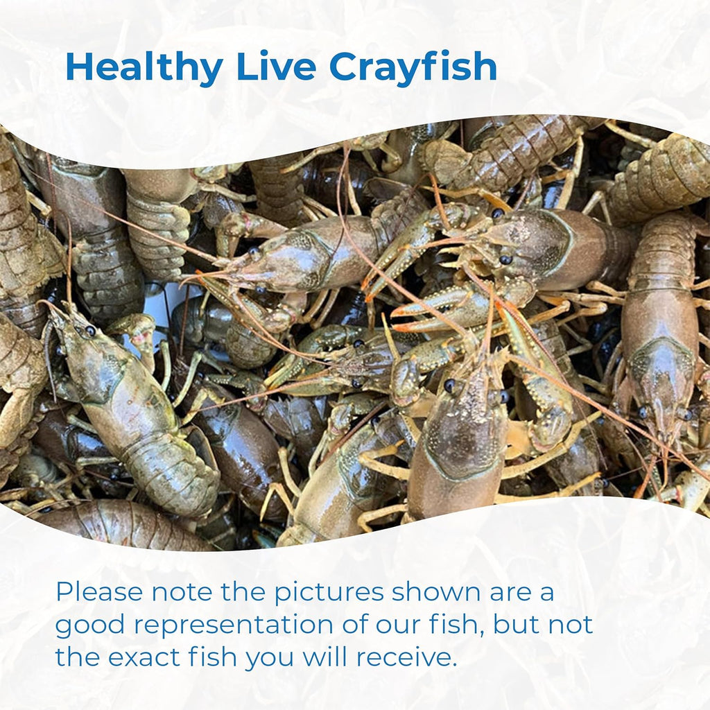 Toledo Goldfish Crayfish: Live Crawdads Perfect for Stocking Ponds or Aquariums - 50 Count