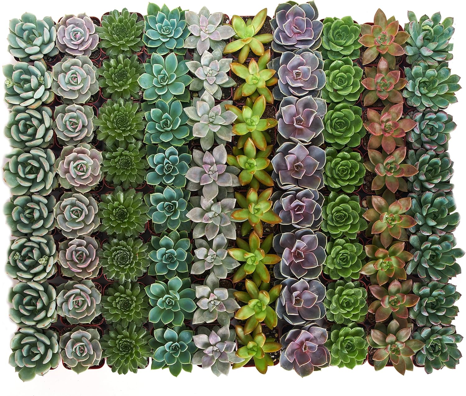Shop Succulents Rosette Succulent Plant Pack Bulk Collection - Live Mini Succulent Plants, Low Maintenance, Floral Shaped Mix of Colors & Textures - Wedding and Party Favors, Gift & Garden, Pack of 32