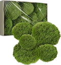 TurelinnG Preserved Moss Decor - Real Forest Moss, Moss for Crafts, Flexible for DIY Crafts, Home, Wall, Terrarium, Art Projects(Natural Green 2 sq.ft)
