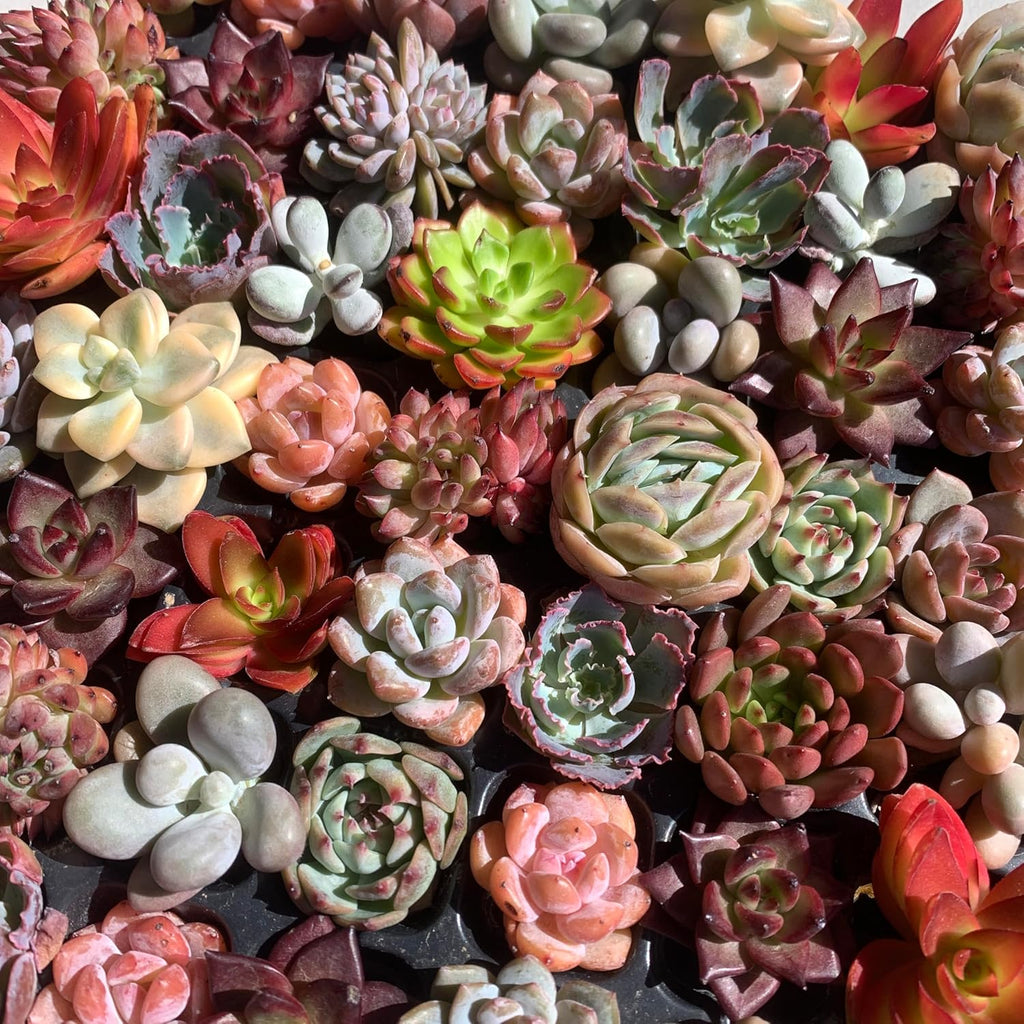 Mix DIY Rare Live Succulent Plants, 0.5-1,5" Random Mystery Bulk Succulent Live Plant, Without Pot & Soil, 6/12/24 Pcs, Garden Indoor Office Desk Decoration, Plant Gifts (6)