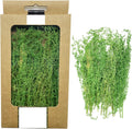 Cayway Miniature Shrubs Model Bushes Long Shrub Vegetation Groups Static Grass Tuft for DIY Model Train Landscape Railroad Scenery, Grass Green