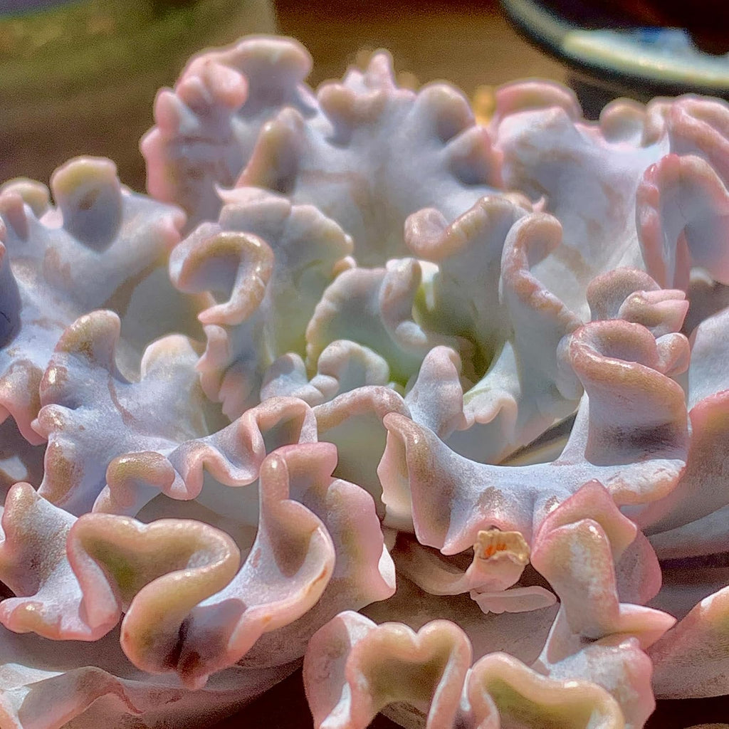 FWPP Echeveria 'Crispate Beauty' Live Succulent 3.5 Inch Potted Plant, Easy Care Indoor Houseplant, Real Succulent Gift for Home or Office Decor