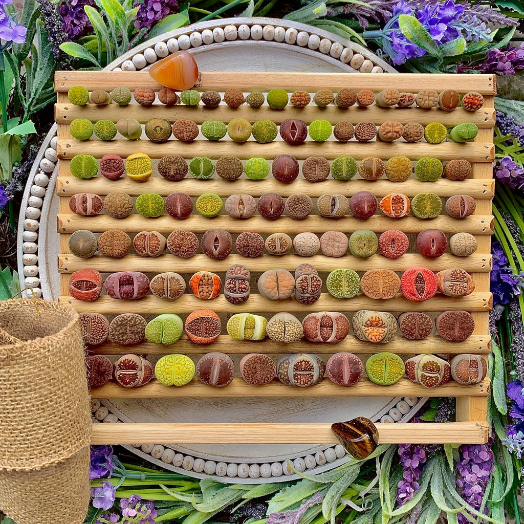 Lithops Succulent Plants Live – 0.6-0.8" 100 Pcs Rare Living Stones Mix, Succulents Bare Root Without Pot & Soil, Easy-Care Indoor Office Desk Decoration, Unique Plant Gifts for Succulent Lovers