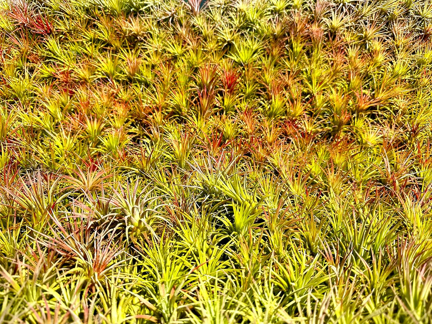 ragnaroc Air Plants Bulk - Tillandsia Ionantha Wholesale Pack, Regular 1-3" - 25ct - Live Arrival Guaranteed - House Plants for Home Decor & Gift