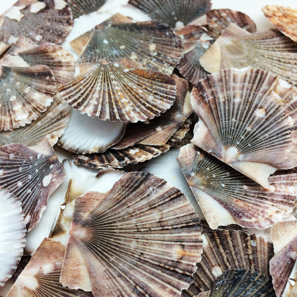 PEPPERLONELY Baby Flat Scallop Sea Shells, 4 OZ Apprx. 60+ PC Shells, 1 Inch ~ 1-1/2 Inch