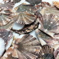 PEPPERLONELY Baby Flat Scallop Sea Shells, 4 OZ Apprx. 60+ PC Shells, 1 Inch ~ 1-1/2 Inch