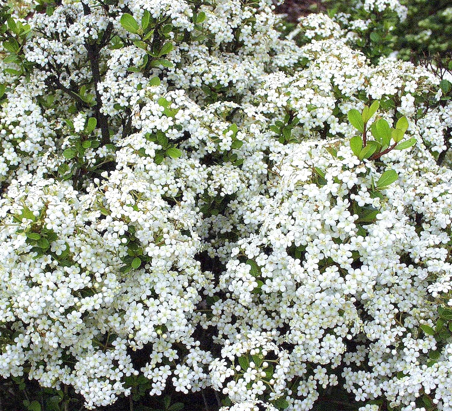 Viburnum Densa | 20 Live Plants | Viburnum Obovatum 'Densa' | Compact Evergreen Shrub | Low-Maintenance Privacy Plants for Landscaping