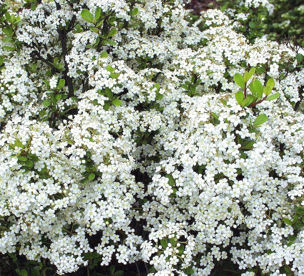 Viburnum Densa | 3 Extra Large 3 Gallon Plants | Viburnum Obovatum 'Densa' | Live Compact Evergreen Shrub | Low-Maintenance Privacy Plants for Landscaping