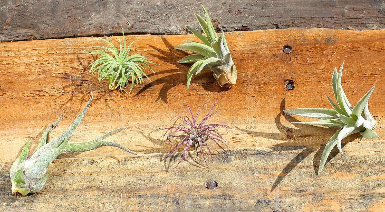 Variety Pack of Small Tillandsia Air Plants, Assortment of Exotic, Low Maintenance Live Air Plants Including Ionantha Rubra, Caput-Medusae, Harrissi, Velutina, & Ionantha Fuego Plants! (Set of 5)