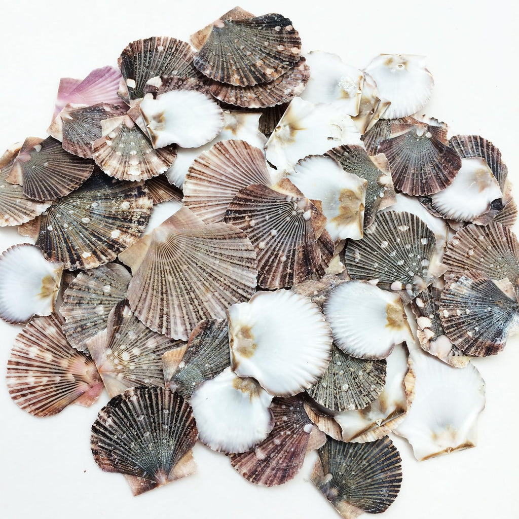 PEPPERLONELY Baby Flat Scallop Sea Shells, 4 OZ Apprx. 60+ PC Shells, 1 Inch ~ 1-1/2 Inch
