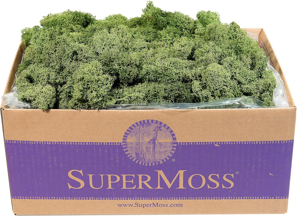 SuperMoss (25155) Reindeer Moss Preserved, Basil, 3 Pounds