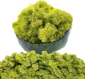Moss Preserved Artificial Moss - 8.8 oz Natural Fresh Green for Craft, Arts, Floral Projects, Wall & Table Decor, Wedding Centerpieces, Garden Terrariums - Lemon Yellow