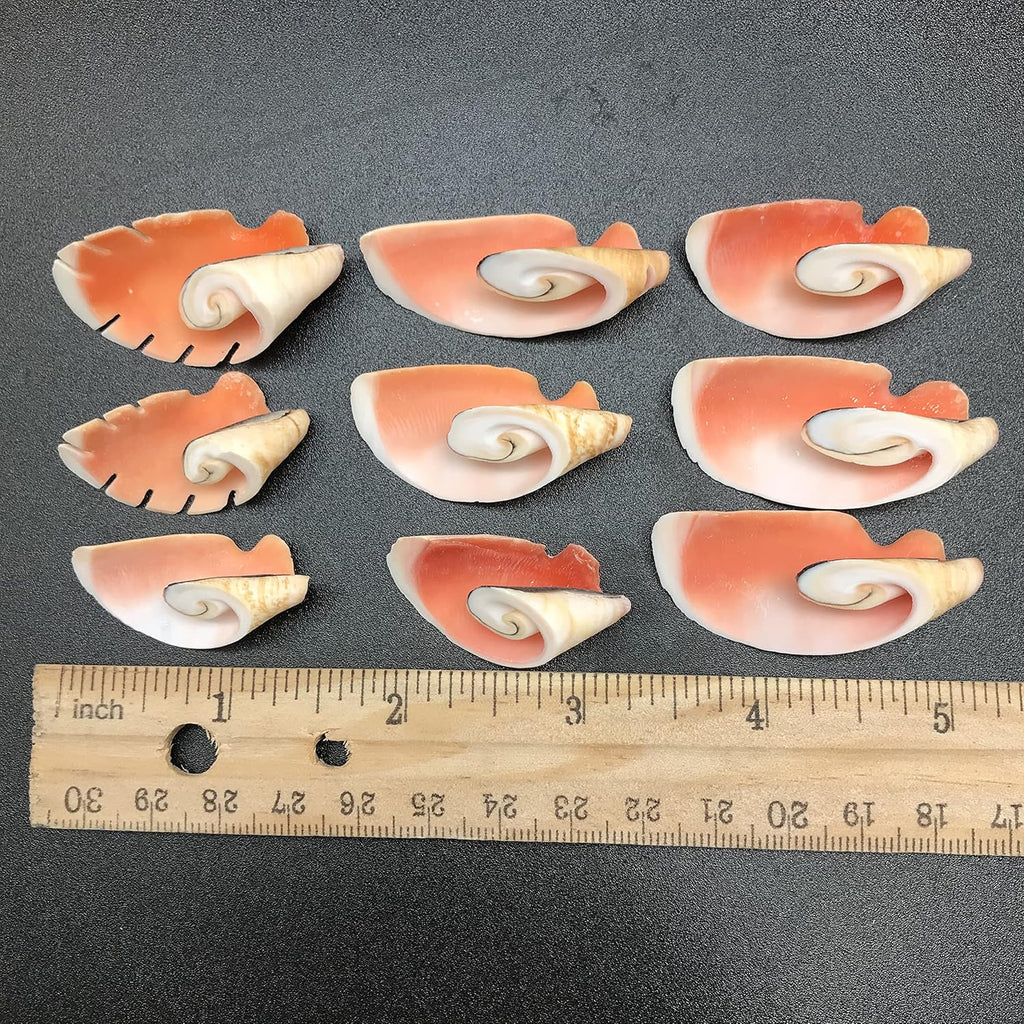PEPPERLONELY 12PC Strawberry Strombus Seashells - Cone Cut, 1-1/4 Inch~1-3/4 Inch
