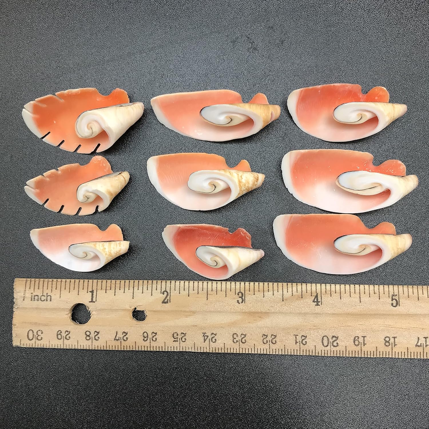 PEPPERLONELY 12PC Strawberry Strombus Seashells - Cone Cut, 1-1/4 Inch~1-3/4 Inch