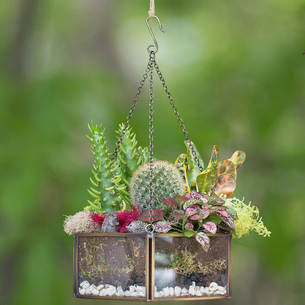 D'Eco Glass Mini Hexagon Display - Tabletop or Hanging Planter Terrarium for Home & Office Decor - Fill w/Succulents, Holiday Decorations, Mini Trees & Ornaments - Xmas Gift for Plant Lovers