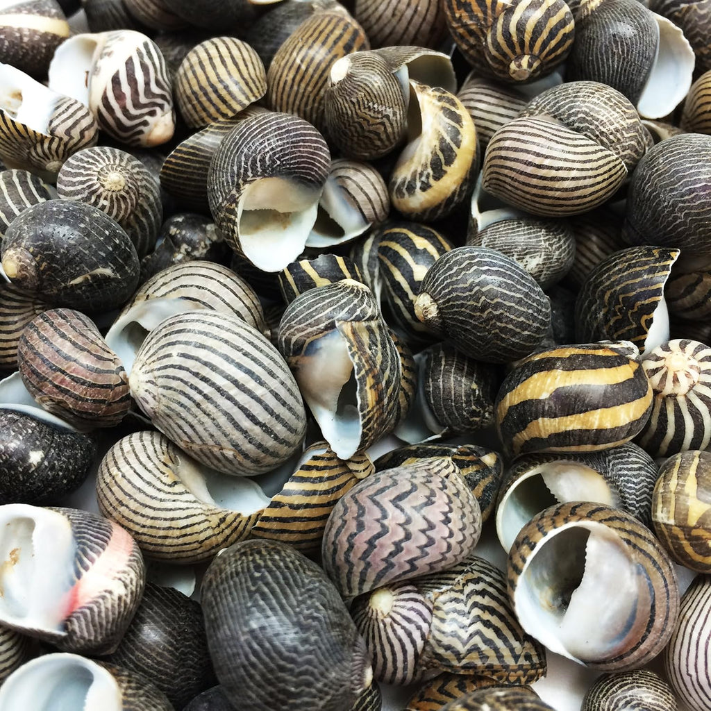 PEPPERLONELY 100 PC Zig Zag Nerite Sea Shells, 1/2 Inch ~ 3/4 Inch