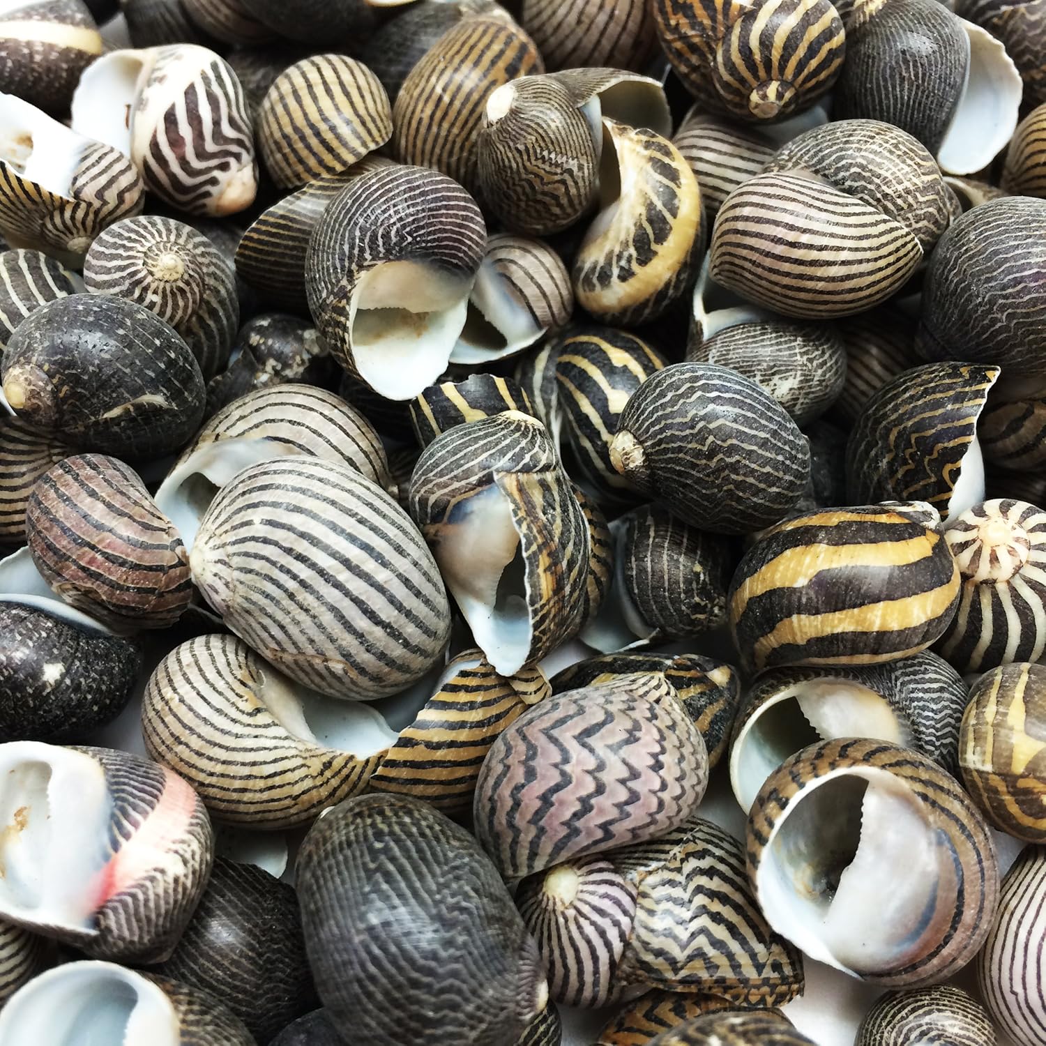 PEPPERLONELY 100 PC Zig Zag Nerite Sea Shells, 1/2 Inch ~ 3/4 Inch