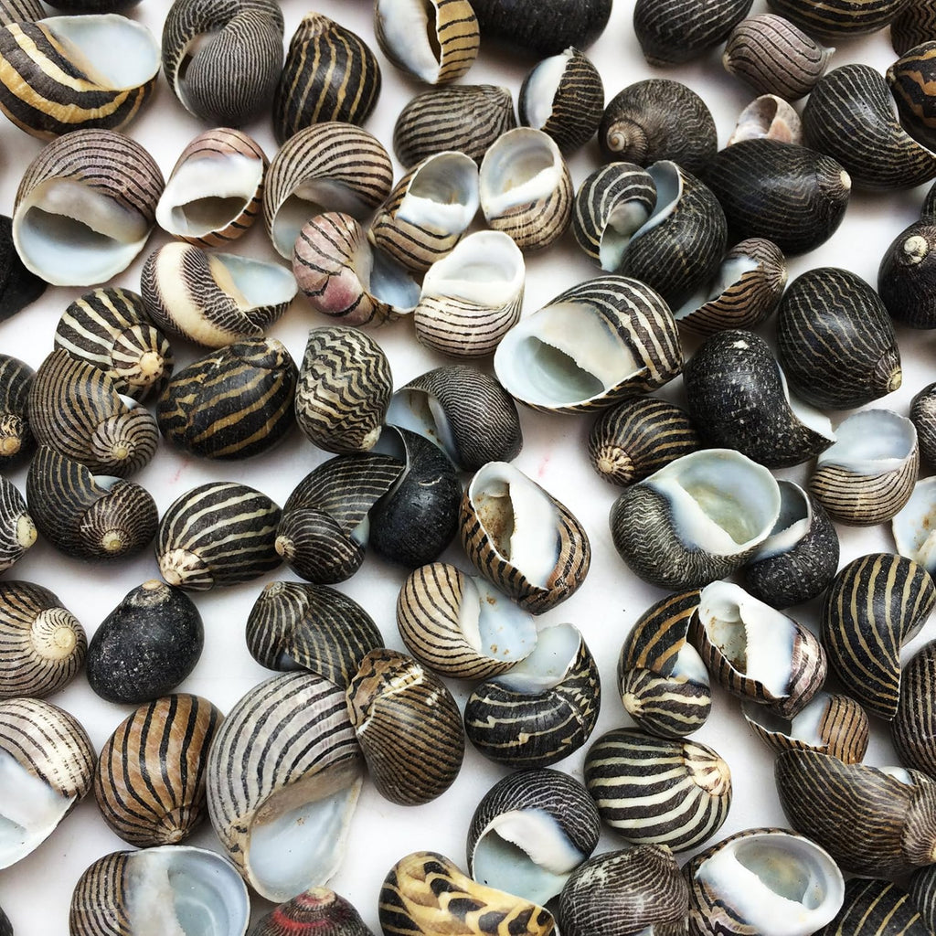PEPPERLONELY 100 PC Zig Zag Nerite Sea Shells, 1/2 Inch ~ 3/4 Inch