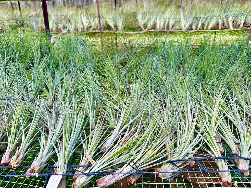 ragnaroc Air Plants Bulk - Tillandsia Juncea Wholesale, Jumbo 8-12" - 30ct - Live Arrival Guaranteed - House Plants for Home Decor & Gift