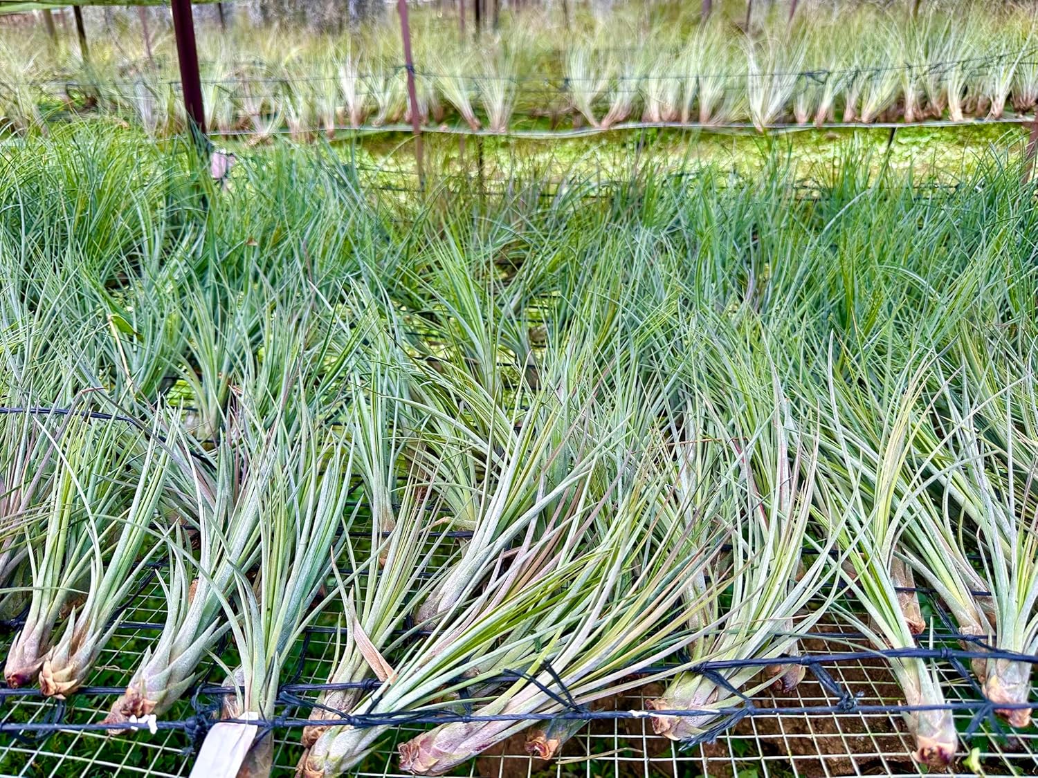ragnaroc Air Plants Bulk - Tillandsia Juncea Wholesale, Jumbo 8-12" - 30ct - Live Arrival Guaranteed - House Plants for Home Decor & Gift