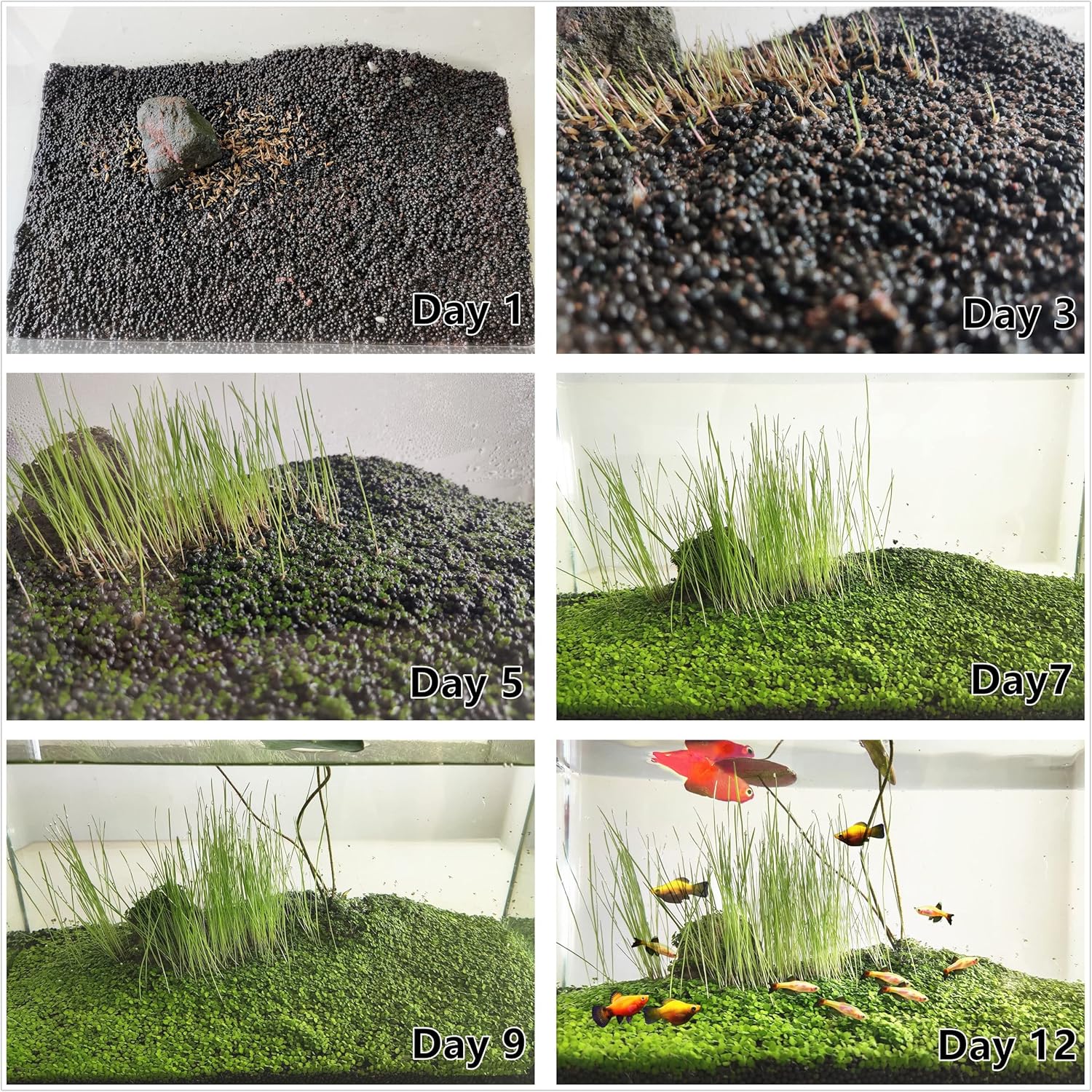 4 Pack Aquarium Plant S.e.e.ds, no Artificial Plastic Plant, Fish Tank Live Grass for All Substrate (0.36ozTiny+0.36oz Long+0.36oz Short+0.36oz Big Dual) ZQV-005