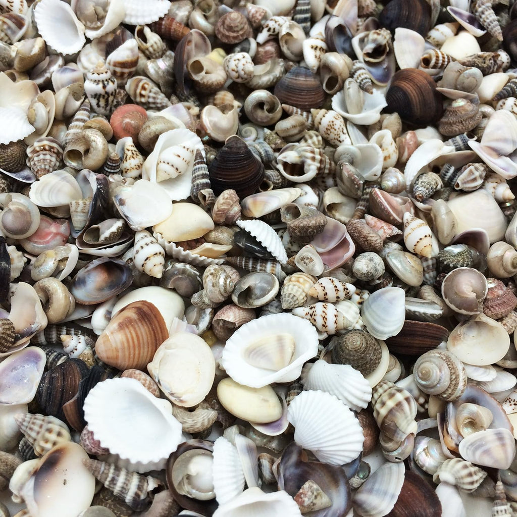 PEPPERLONELY Extra Tiny Mix Sea Shells, Very Small & Clean, 8 OZ Apprx. 1600+ PC Shells, 1/4 Inch ~ 1/2 Inch