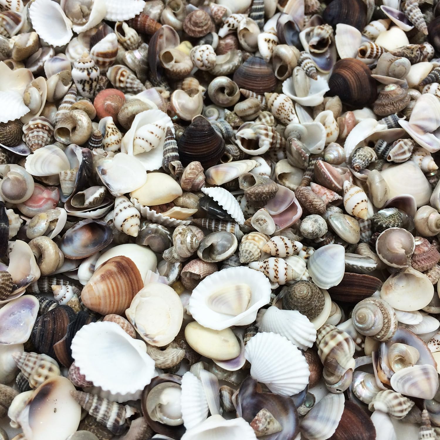 PEPPERLONELY Extra Tiny Mix Sea Shells, Very Small & Clean, 8 OZ Apprx. 1600+ PC Shells, 1/4 Inch ~ 1/2 Inch