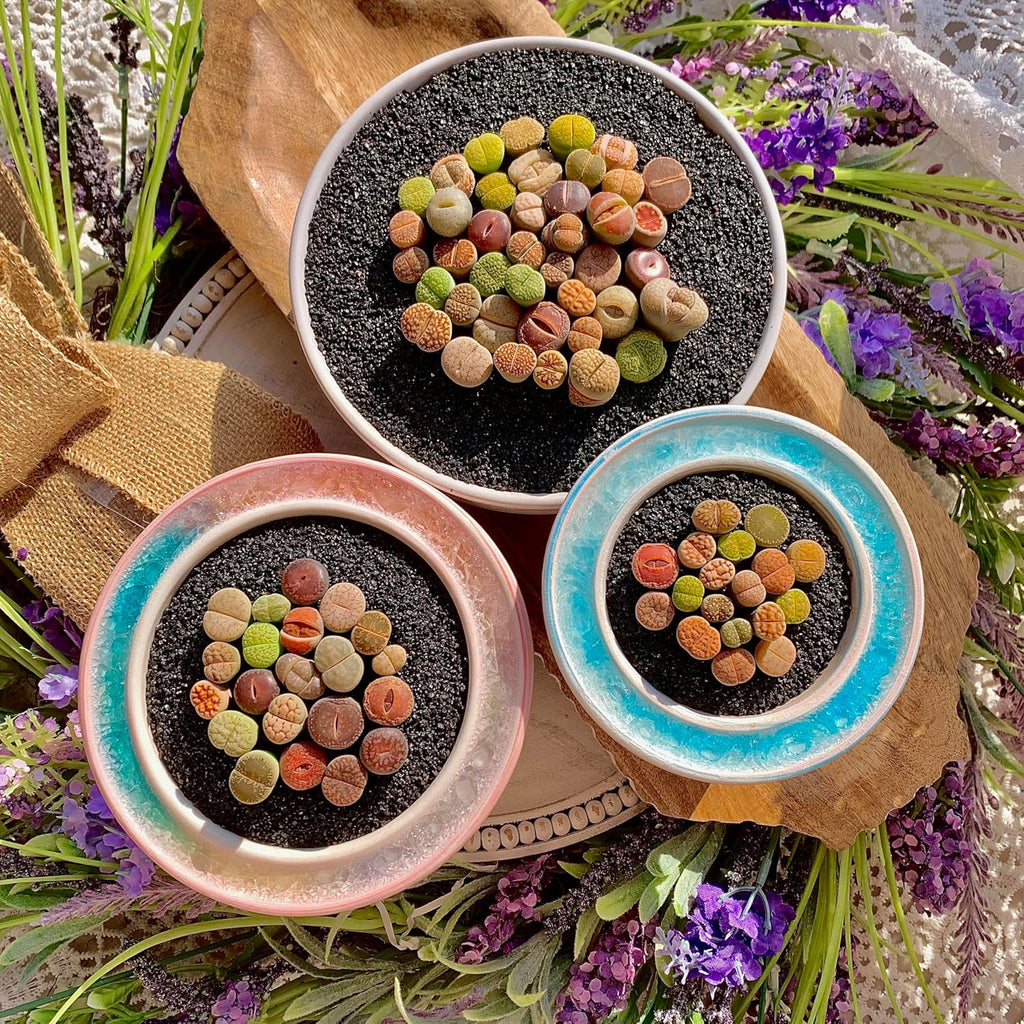 Lithops Succulent Plants Live – 0.6-0.8" 50 Pcs Rare Living Stones Mix, Succulents Bare Root Without Pot & Soil, Easy-Care Indoor Office Desk Decoration, Unique Plant Gifts for Succulent Lovers