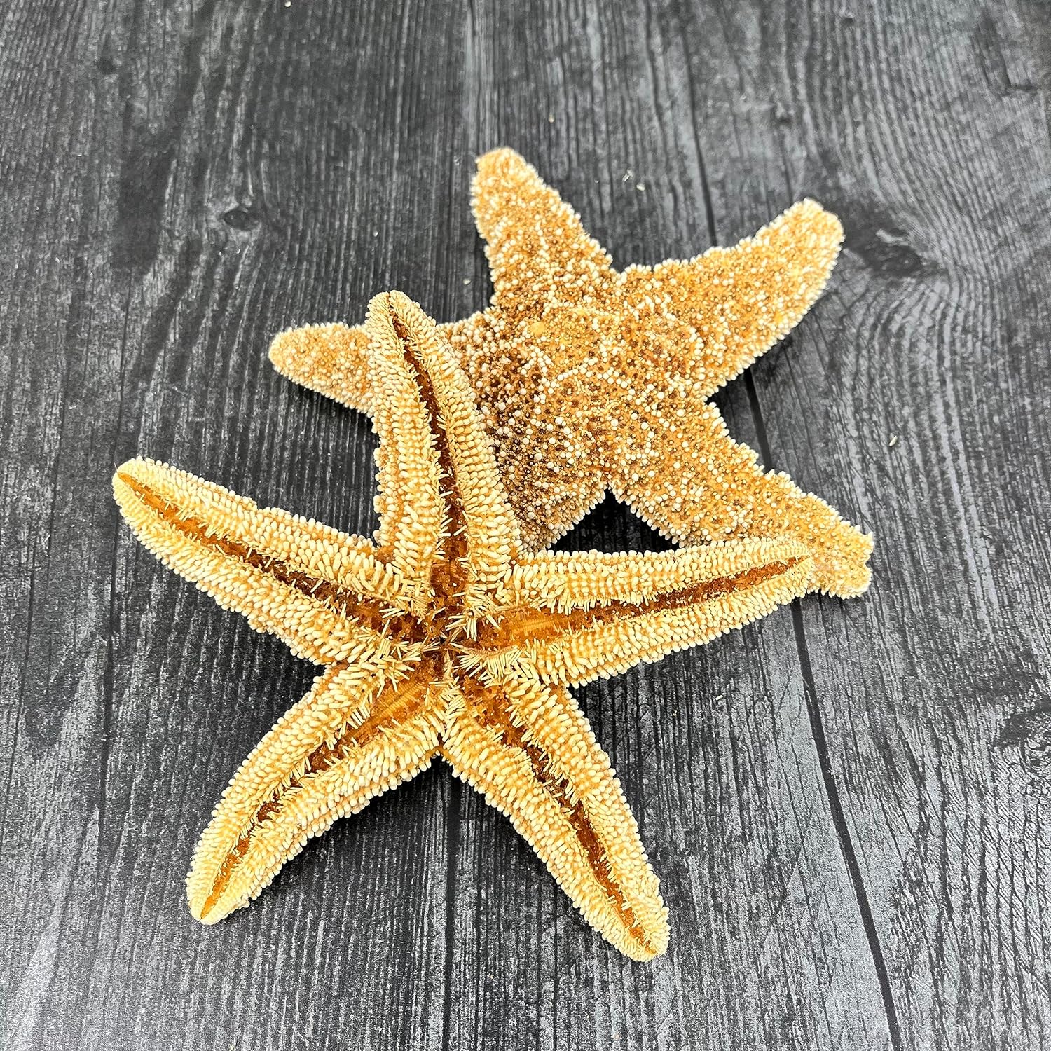 Tumbler Home Real Starfish Décor - 5pcs - 4" - 6" Large Starfish for Crafts, Beach House Décor, Christmas Ornaments & Nautical Decorations