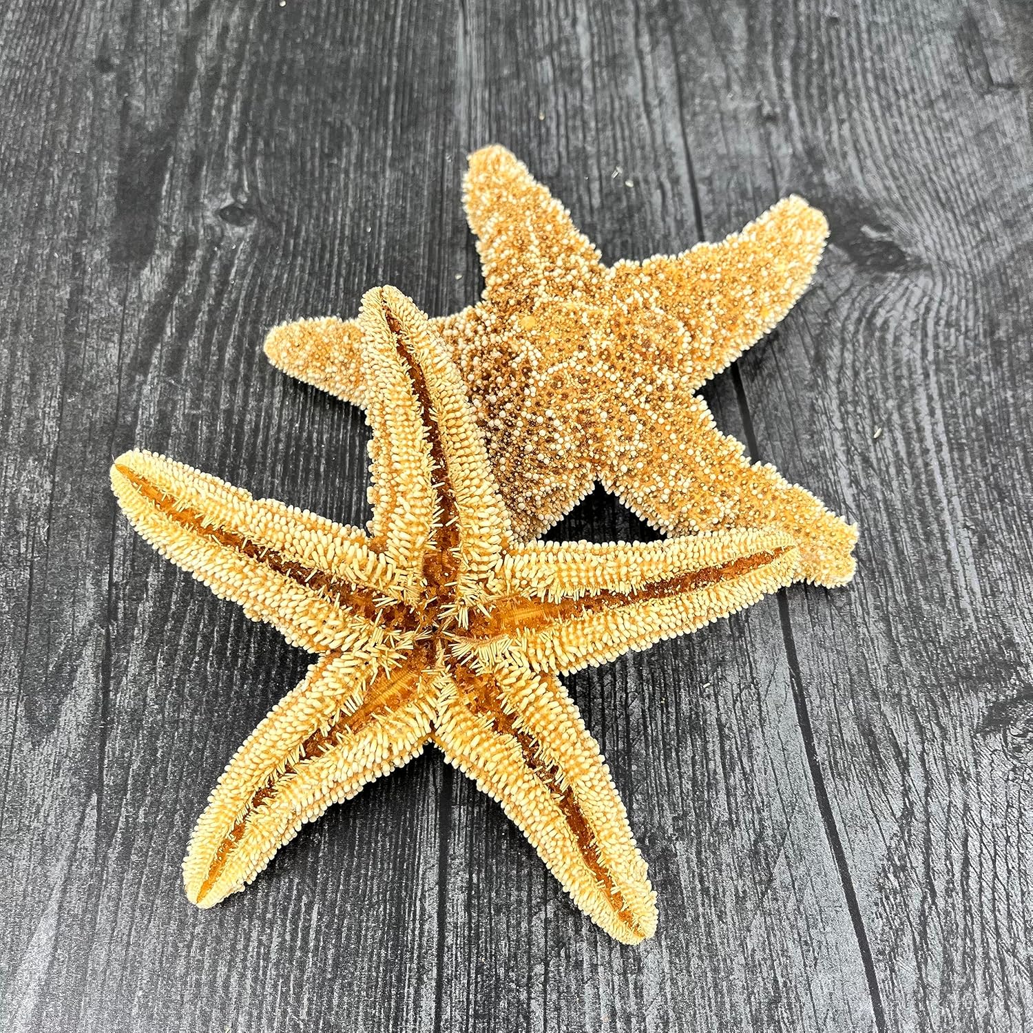 Tumbler Home Real Starfish Décor - 10pcs - 4" - 6" Large Starfish for Crafts, Beach House Décor, Chirstmas Ornaments & Nautical Decorations