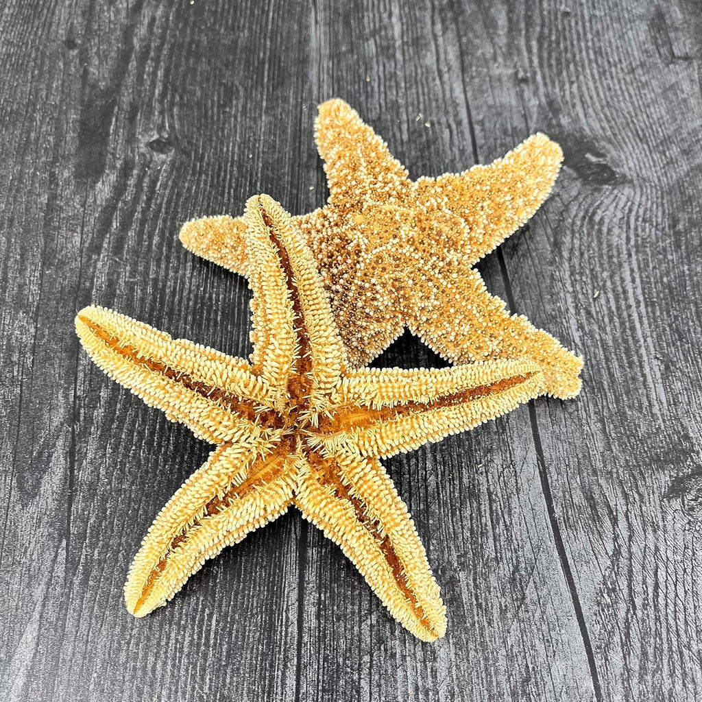 Tumbler Home Real Starfish Décor - 2pcs - 4" - 6" Large Starfish for Crafts, Beach House Décor, Christmas Ornaments & Nautical Decorations