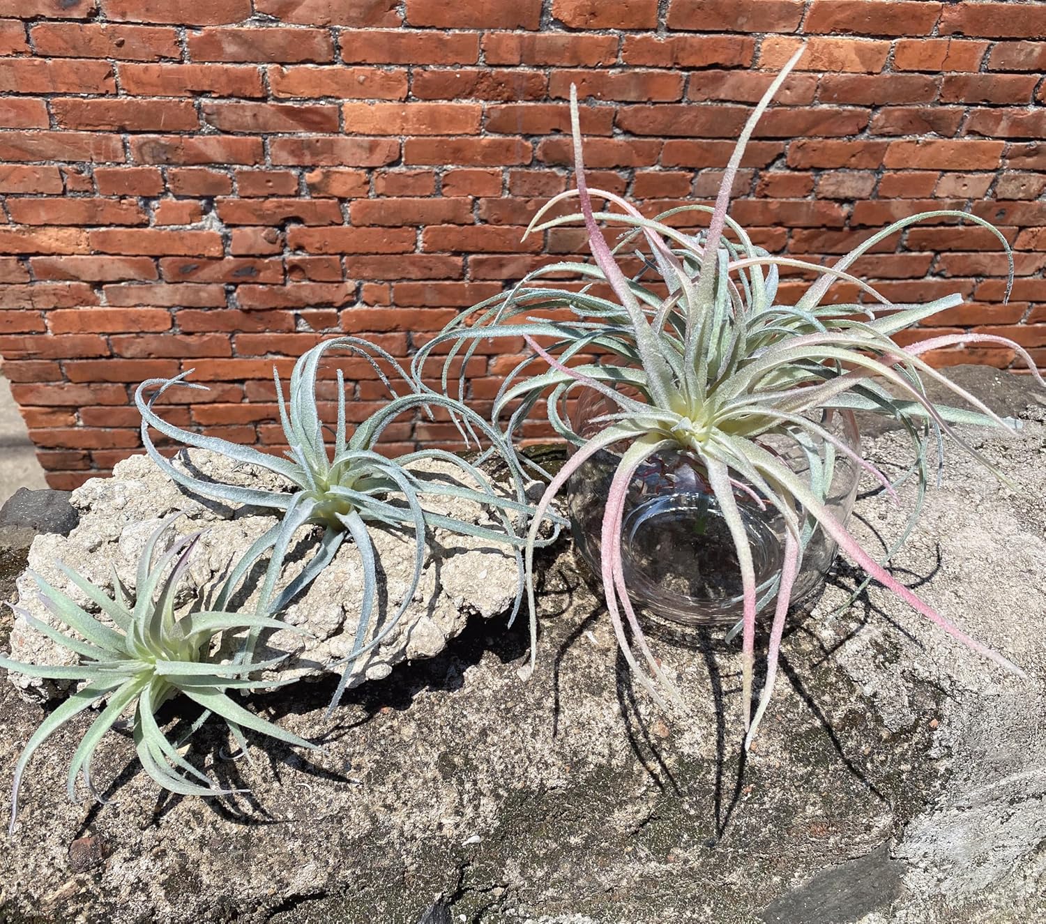 Casktcom® Artificial Air Plants – Set of 3 Large Faux Tillandsia Bromeliads – Realistic Fake Succulent Plants for Home, Office, or Wall Decor – No Maintenance Needed