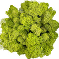 Moss Preserved Artificial Moss for Potted Plants Natural Fresh Green Moss for Craft Arts Project Wall Decor Table Fake Moss Wedding Centerpieces Garden Terrariums Decoration Chartreuse 3.5OZ
