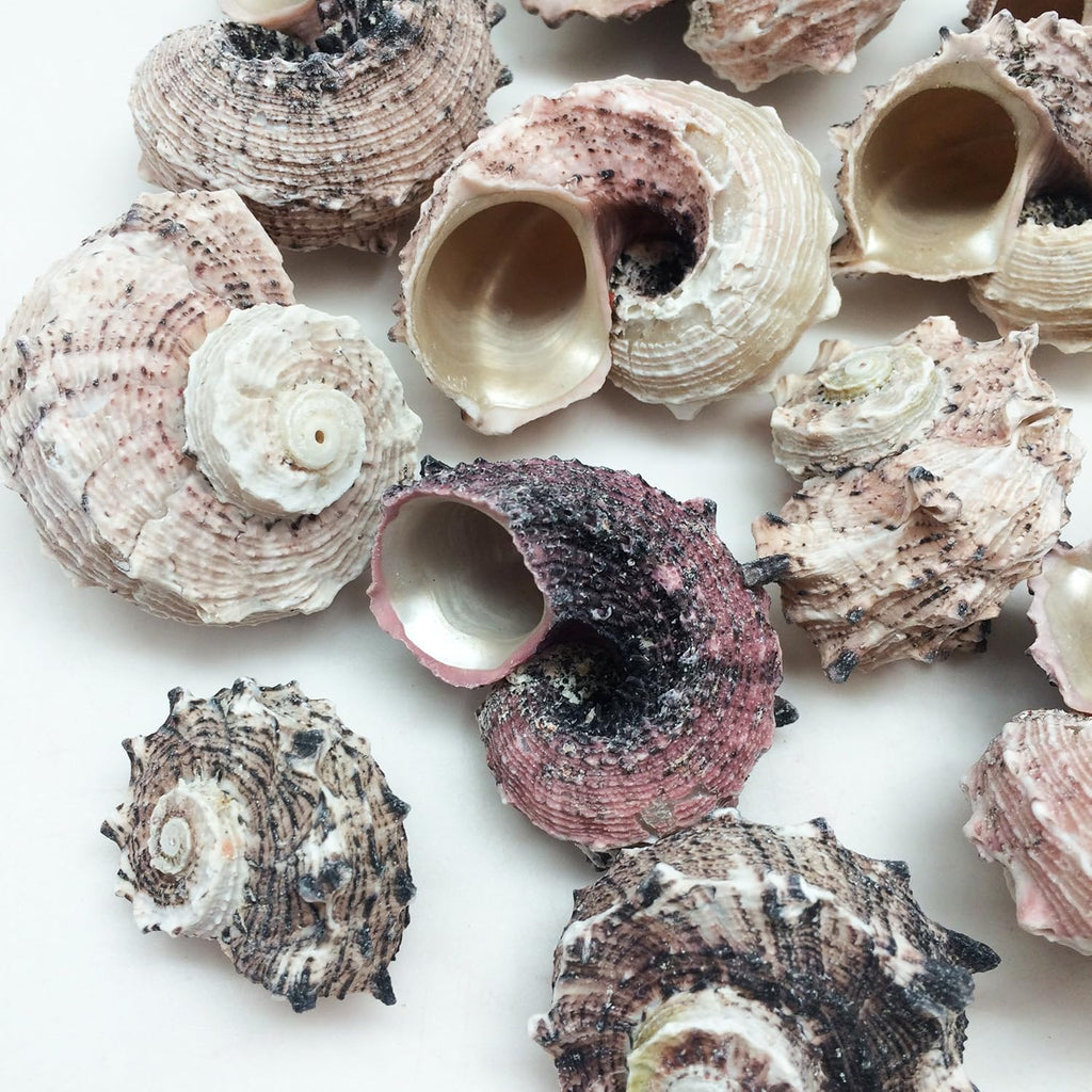 PEPPERLONELY 12PC Pink Delphinula Hermit Crab Sea Shells, 1-1/4 Inch ~ 2-1/2 Inch