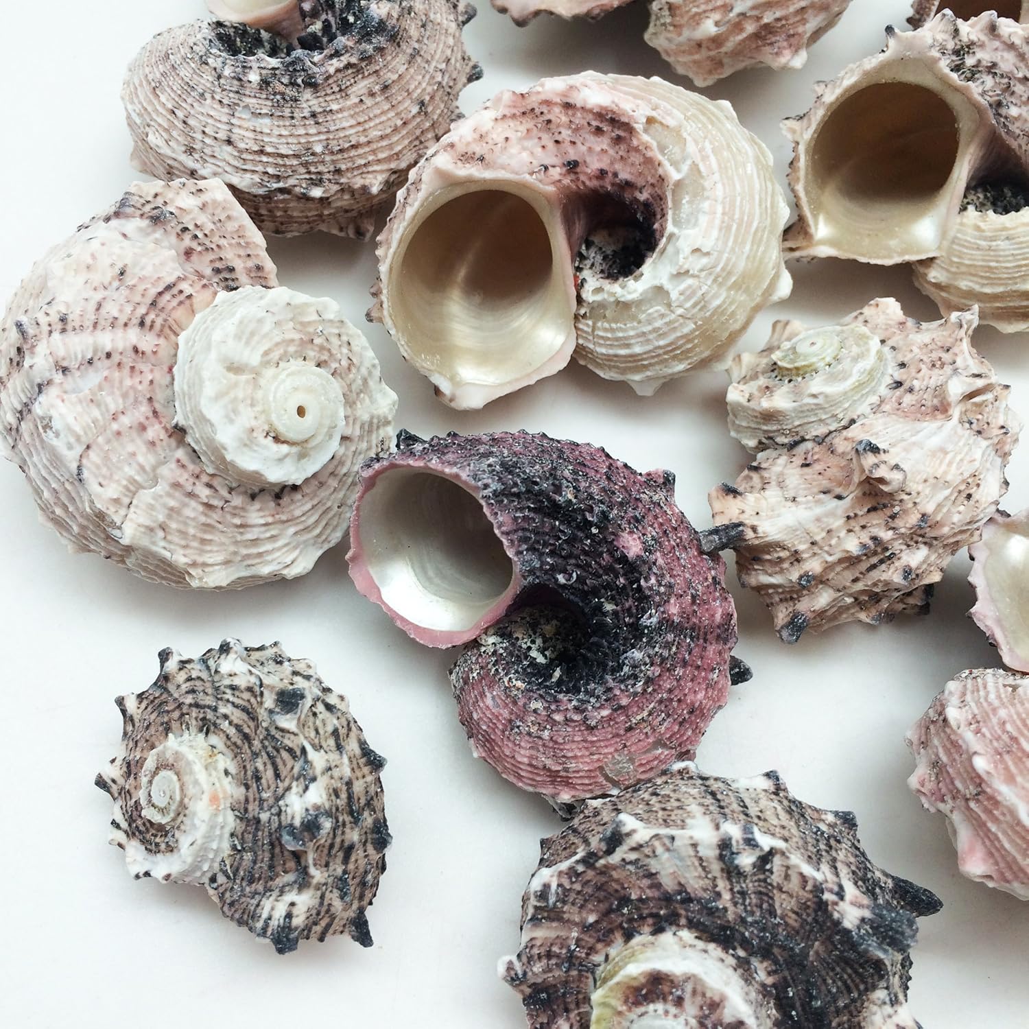 PEPPERLONELY 12PC Pink Delphinula Hermit Crab Sea Shells, 1-1/4 Inch ~ 2-1/2 Inch