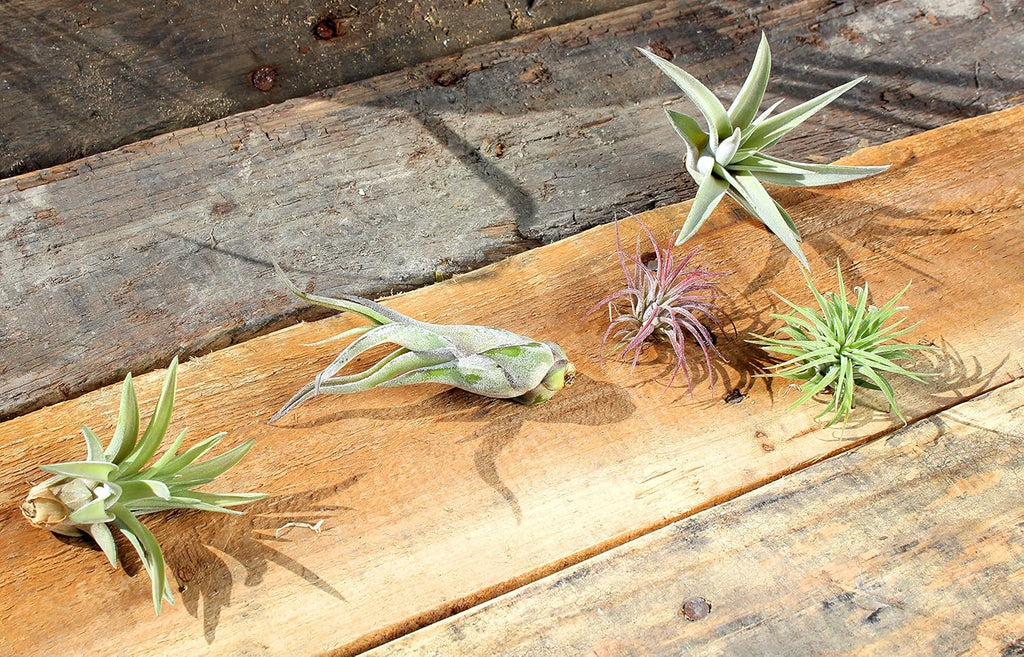 Variety Pack of Small Tillandsia Air Plants, Assortment of Exotic, Low Maintenance Live Air Plants Including Ionantha Rubra, Caput-Medusae, Harrissi, Velutina, & Ionantha Fuego Plants! (Set of 5)